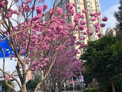 -深圳野生动物园
