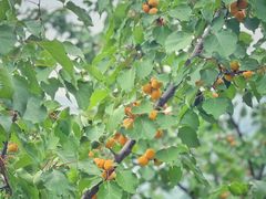 -北京鹫峰国家森林公园