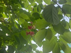 -荔枝公园(福田区)