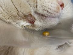 -萌兽医馆·犬猫专科·眼科中心·宠物医院(朝阳门分院)