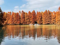 -上海海湾国家森林公园