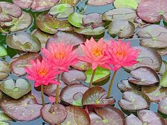 -国家植物园南园