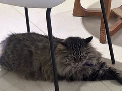 -藏猫猫咖啡主题馆(中央大道店)