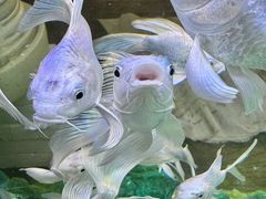 -Lamant Manor已闻花名關於藍