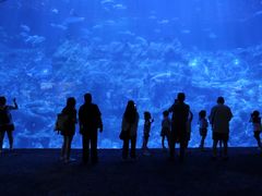 -香港海洋公园