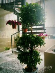 -一花一叶瑜伽生活馆