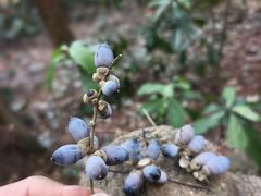 -三门江国家森林公园