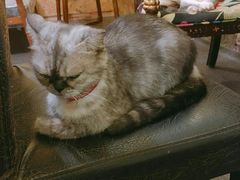 -猫色咖啡·猫咖