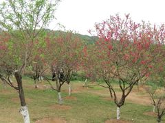 -松山湖南湖湾露营营地