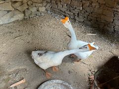 -红嫂家乡旅游区