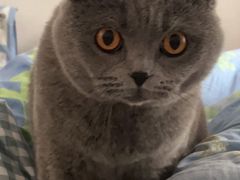 -伟伟宠物医院·瑞派猫友好医院·猫科(光谷店)