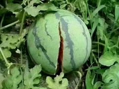 -庞各庄翠芳园西瓜蔬菜基地采摘园