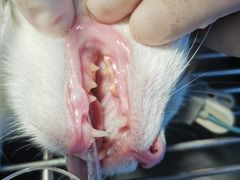 -佳雯宠物医院(四明中路分院)