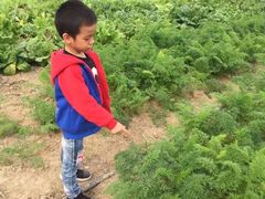 -田园东方蜜桃村的田野营地