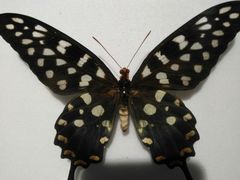 -上海昆虫博物馆