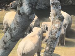 -野象谷景区