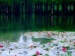 -白鹭湾湿地公园