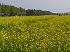 -兰陵国家农业公园