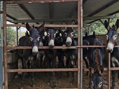 -元鼎宝驴香·全驴宴(江宁店)