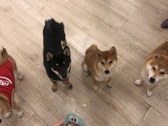 -豆柴町-柴犬主题狗咖(红鼎国际C座店)