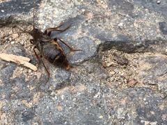 -阳台山自然风景区