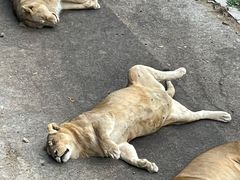 -大连森林动物园