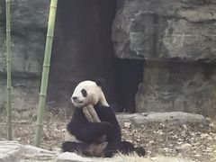 景点 熊猫-北京动物园