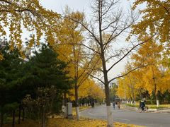 -清华大学-清芬园