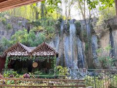 -西双版纳原始森林公园