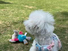 -翊宠yipet猫狗购宠庄园