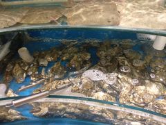 -四海蒸鲜蒸汽海鲜自助(北戴河店)
