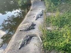 -广州长隆飞鸟乐园