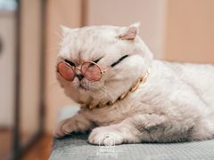 -绒爪撸猫下午茶·猫咖