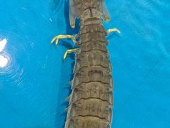 -三亚火车头万人海鲜广场