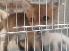 -中环花鸟鱼虫市场