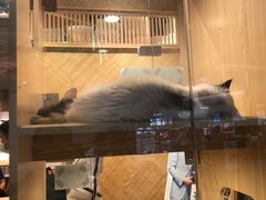 -屋虎猫馆(宝安大仟里店)