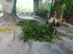 -海南热带野生动植物园