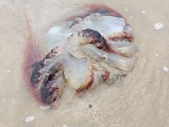 -嵊泗基湖沙滩