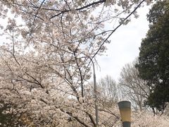 -武汉大学-樱园