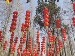 -东平国家森林公园