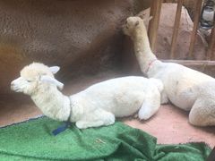 -杭州开元森泊度假乐园