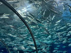 -上海海洋水族馆