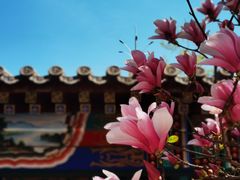 -丰台花园