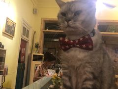 -猫色咖啡·猫咖