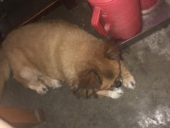 -阿姨小肉摊(同济西苑店)