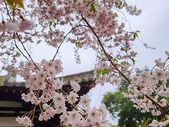 -西安青龙寺遗址景区