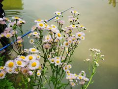 -田园东方蜜桃村的田野营地