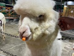 -上海大自然野生昆虫馆(东方明珠·爬宠昆虫探索中心)
