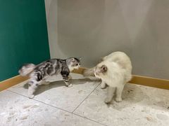 -飞行喵MR PILOT|猫舍·猫咖(静安大融城店)