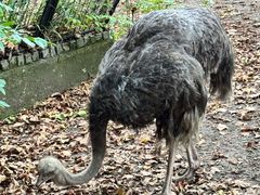 -阿提斯皇家动物园